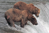 Two Bears at the Falls 2.jpg