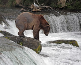Bear on the rock.jpg