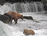 Bear climbing off of rock at falls.jpg