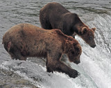 Two Bears on falls one with paw ready to strike.jpg