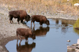 Bison at the water hole.jpg