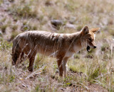 Coyote in Lamar Valley with mouth open.jpg