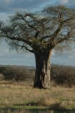 Boabob tree