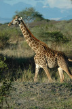 Pregnant giraffe