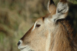 Wood buck