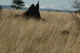 Ant hill perch
