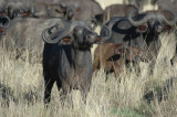 Cape buffalo sniffing for intruders