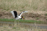 Hunting crane