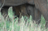 More elephants