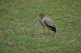 Ibis resting