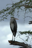 Crane