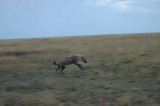 Hyena on the hunt