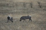Wart hogs