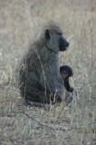 Baboons