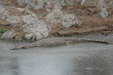 Nile crocodill