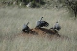 Vultures also waiting and warming wings