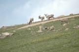of Big Horn Rams