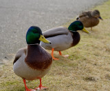 my ducks in a row