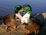 ducks heart joined