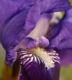 royal iris