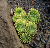 succulent heart