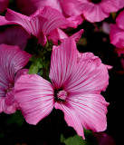 i feel so good in pink!!!!