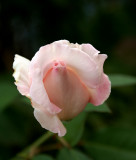 a soft rose bonnet