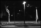 Trees at night