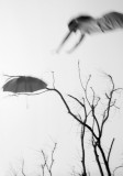 Dead tree game