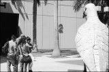 Pigeons