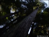 Redwood Trees