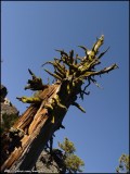 Carscade Lake Trail