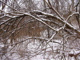 Snow Branch 3.jpg