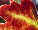 grape leaf  -22.jpg