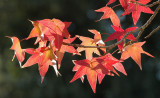 fall leaves .jpg