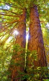 Redwood Light