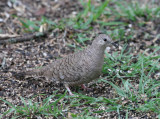 an Inca Dove  mybkyd img_3326.jpg