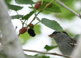 White-Crowned Sparrow img_0297.jpg