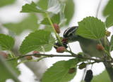 White-Crowned Sparrow img_0596.jpg