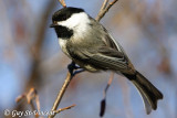 Black-capped chickadee II