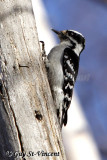 Downey Woodpecker I