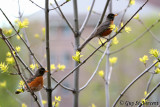 An american robin couple