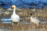 Adult & Juvenile