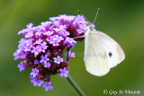 Cabbage White Butterfly (Pieris rapae)