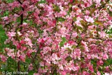 Pink apple trees