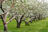 White apple trees in a row