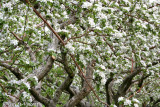 White apple trees