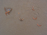 crab after a birds visit