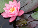 NH - Frog and Water Lily