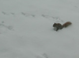 New York - Snow squirrel